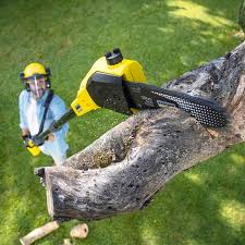 Best Commercial Tree Services  in Chipley, FL