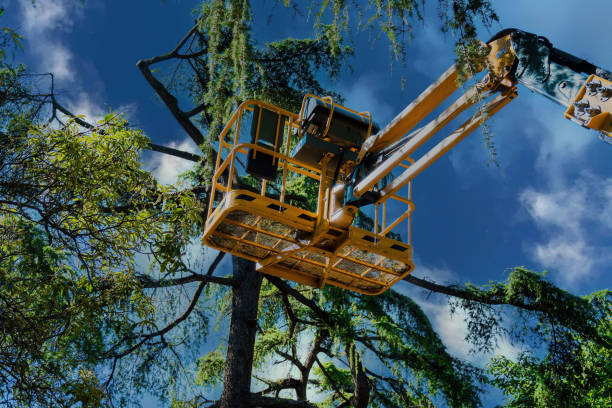 Best Storm Damage Tree Cleanup  in Chipley, FL