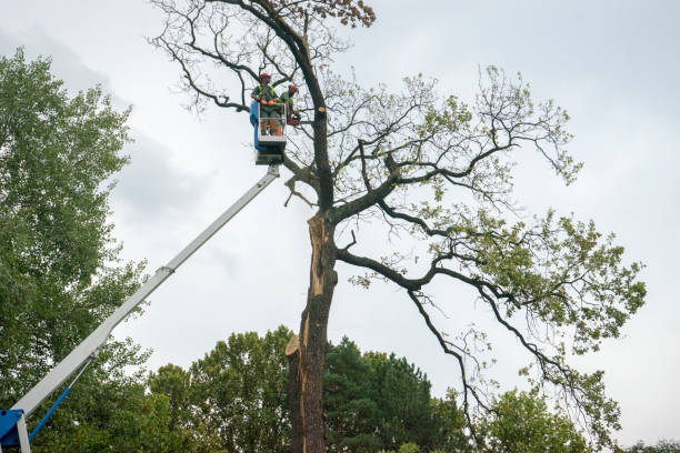 Best Tree Fertilization  in Chipley, FL