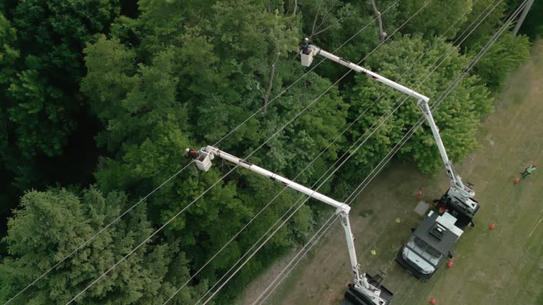 Best Tree Removal  in Chipley, FL