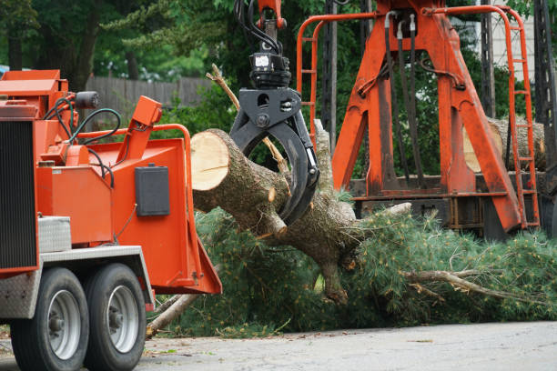 Best Emergency Tree Removal  in Chipley, FL