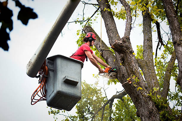 Best Tree Disease Treatment  in Chipley, FL